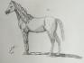 Un petit dessin de mon poulain Aril  :)