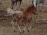 Bambi sort de ce corps!