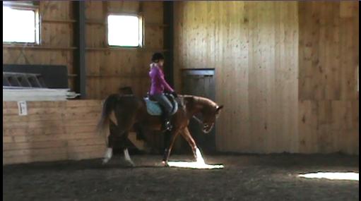 Arabe, dressage. Une descente d'encolure pour ma Cybelle durant notre super cours...