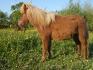 B&eacute;ryl du haut hamel pouliche mini shetland 1 an