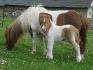 Coxynel du haut hamel pouliche mini shetland pie alezan dun