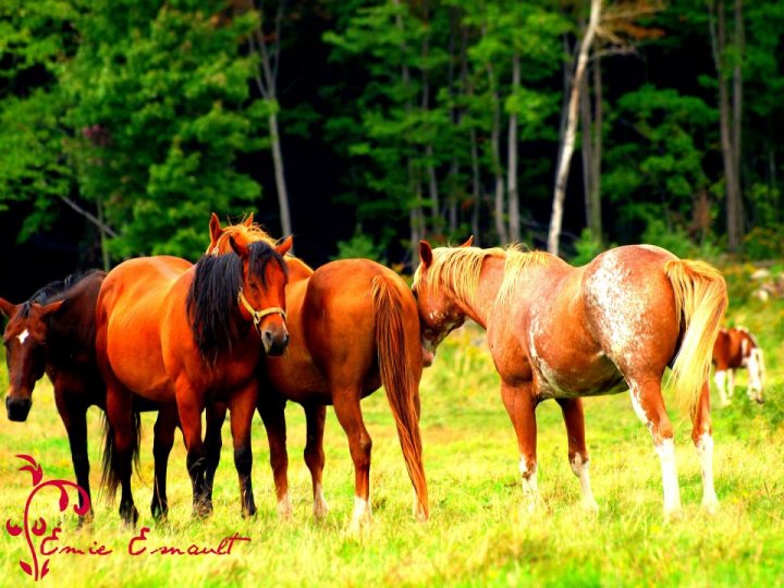 3 Chevaux Rouges Photo de groupe!