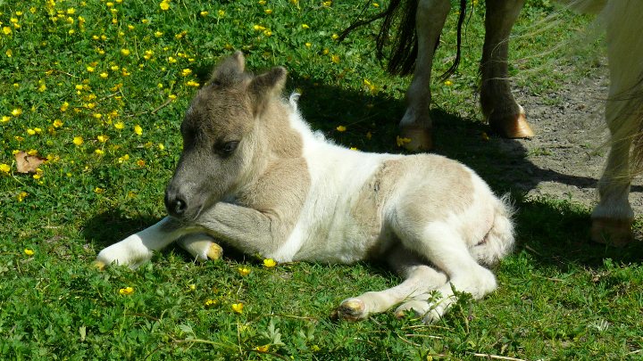 Poney, pouliche. Colleen du haut hamel pouliche mini shetland pie bai dun
