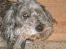 A Pataud, mon chien mort l'été dernier à l'âge de 14...