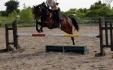 Petit Prince, mon grand champion<3