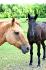 Chevaux de mon ami!