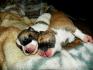 voici 2 des mes 8 chiots.Aurore et Boxie <3