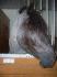 Mlle beauty cheval du ranch massawippi