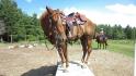 Bravo Pitoune ! Un vrai petit cheval de cirque !