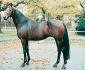 Grand-pere de mon nitalon