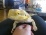 Pogona ! :D