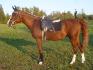 Ma Belle en dressage (avec son nouveau tapis noir...