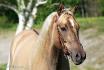 Ma belle petite ponette, Léona! Photographié par Laurie Neron!