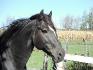 Mon beau Perceval