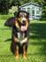 ma belle chienne Roxy
