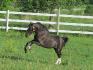 Mon poney Barry
