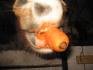 pas juste bon pour les bébé la puré