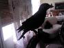 mon corbeau il s'appelle Couzin <3