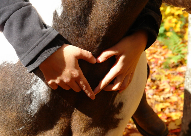 Déja 1 ans que ce cheval la, occupe une grande partie dans mon...