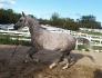 Mon cheval Ben à la longe