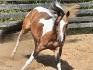 un superbe cheval,avec une fiere allure&#9829;