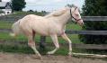 Encore ma pouliche 1 ans et 8 mois <3