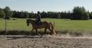 On travail nos allongements au trot!