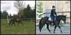 Et bien, voila notre evolution sur le plat depuis 2 ans.. Je...
