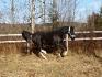 Entrainement au sol en liberter avec mon grand Dream