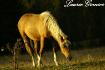 photographie
