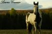 photographie