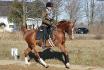 Un galop de mieux en mieux (son postérieur droit...