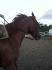 Trouble au galop .. Tellement beau cheval &#9829; Surtout la...