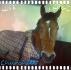 Churchill! Un super Poney!