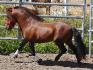 Quand il s'y met, son trot devient tellement expessif!