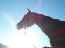 voici mon cheval moxie 