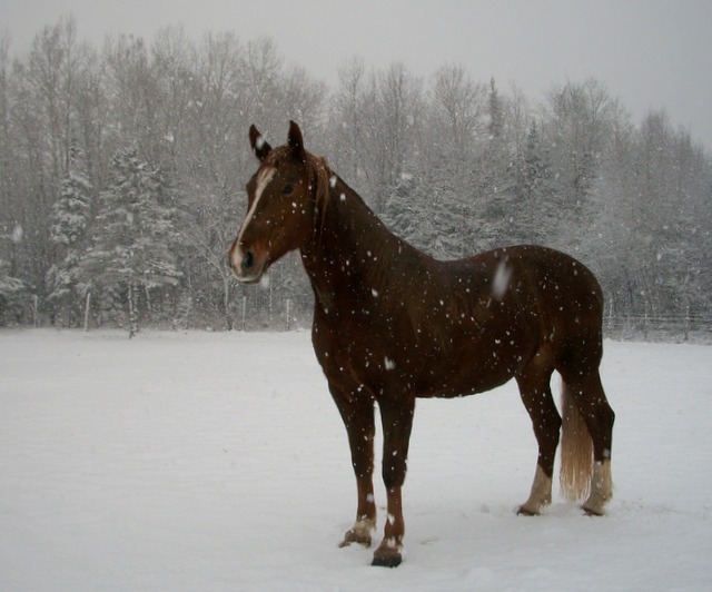 Brazile sous la neige! 8 décembre 2012. :)