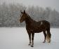 Brazile sous la neige! 8 d&eacute;cembre 2012. :)