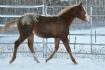 Première neige pour Poker :)