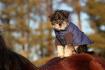 Teddy qui fait du cheval lui aussi:)