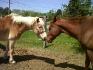 Noisette et LoverBoy , 2 amoureux ! <3