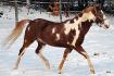Traigers ch&eacute;ri Painto
