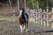 mon cheval d'amour lol!