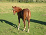 Challenge - Quarter horse (2 mois)