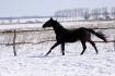 Hier soir, avant la tempête ! Easy Go'Boy . Stud Quarter-Horse 2...
