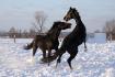 Les gros gars :)  Easy Go'Boy & Starjet Playboy 