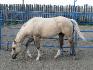 Badgers Deluxe Union Guelding Quarter-Horse 2009 