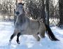 Petit poney fou que j'aime<3
