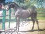 Tigger Black Champarabe, mon coco en 2003 ou 2004...