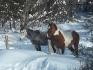 shamad et appache, mes 2 amours